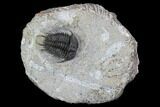 Gondwanaspis Trilobite - Rare species #92500-2